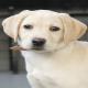 images/Puppy/Ilse.jpg