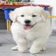 images/Puppy/Jamie.jpg