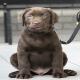 images/Puppy/Joep.jpg