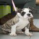 images/Puppy/Lola_2.jpg