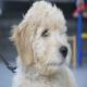 images/Puppy/Morris_2.jpg