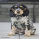 images/Puppy/Pup_Nijenhuis.jpg