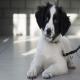 images/Puppy/Silke.jpg