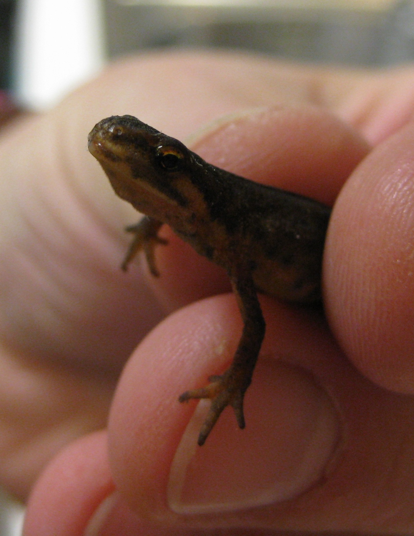 Salamander