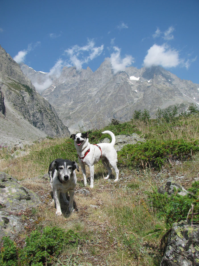 Twee honden in de Alpen
