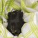 images/bijzondere_bezoekers/beesie_DSC_0304.jpg